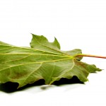 maple leaf2B