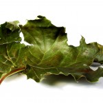 maple leaf3C