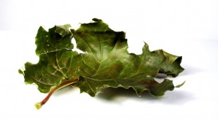 maple leaf3C