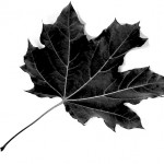 maple leaf4